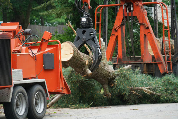 Professional  Tree Services in South Dos Palos, CA